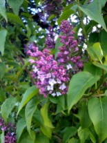 First lilacs of spring outside Templeton School