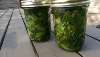 Basil infused oil - should be ready in 2 or 3 weeks.